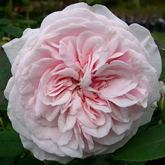 -18°C - Trandafiri - Souvenir de la Malmaison - 